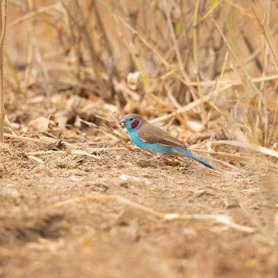 Red-cheeked cordon-bleu