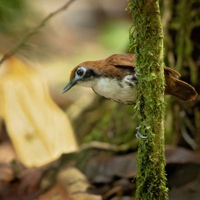 White-cheeked antbird