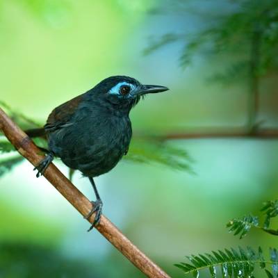 Chestnut-backed antbird