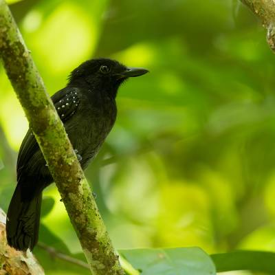 Black-hooded antshrike