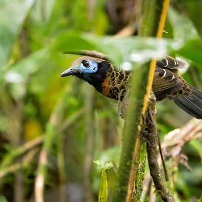 Ocellated antbird