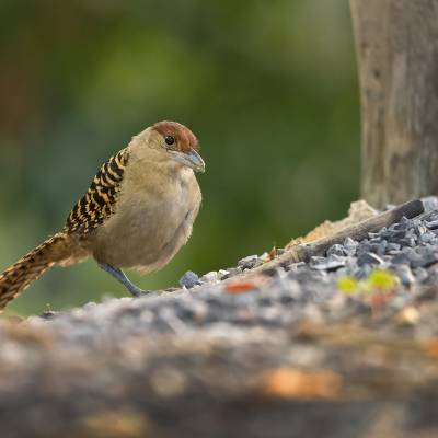 Giant antshrike