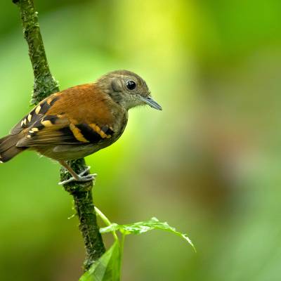 Spotted antbird