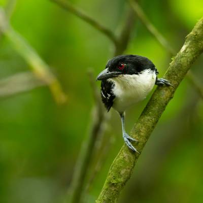 Great antshrike