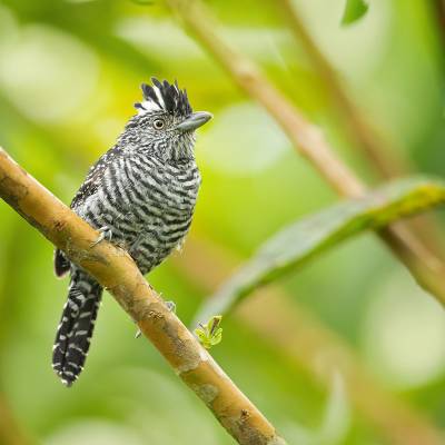 Barred antshrike