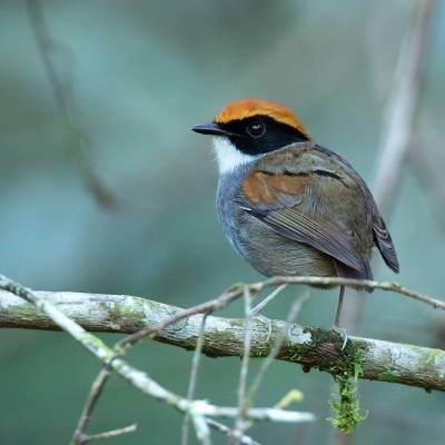 Black-cheeked gnateater