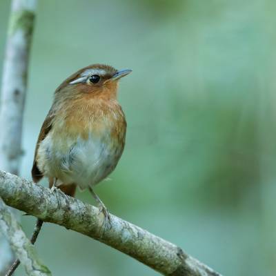 Chestnut-crowned gnateater