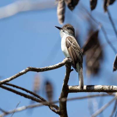 La Sagras flycatcher