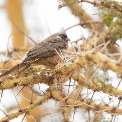 Speckled mousebird