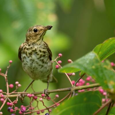 Swainsons thrush