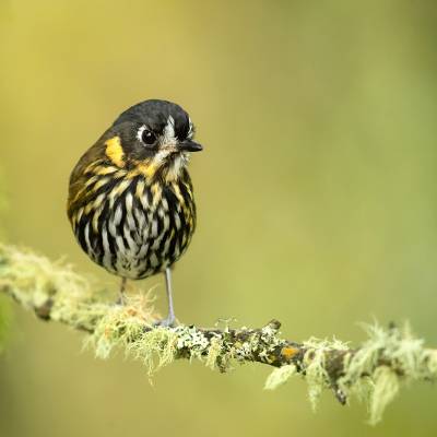 Crescent-faced antpitta