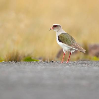 Andean lapwing