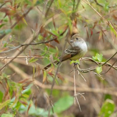 Nuttings flycatcher