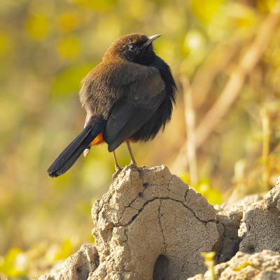 Indian robin