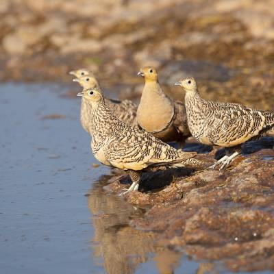 Chestnut-bellied sandgrouse