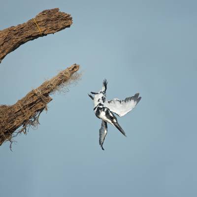 Pied kingfisher