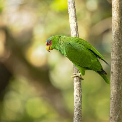 White-fronted amazon