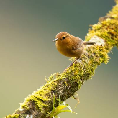 Ochraceous wren