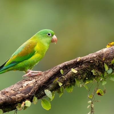 Orange-chinned parakeet