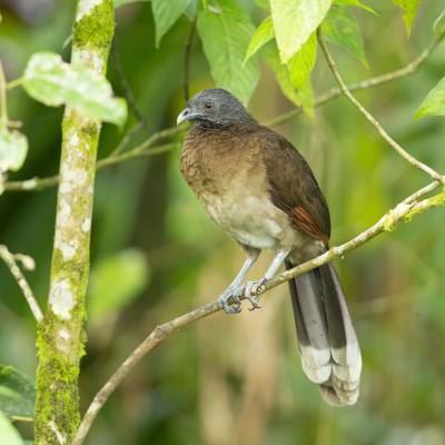 Grey-headed chachalaca