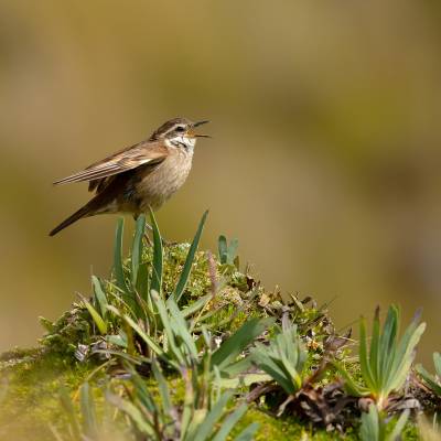 Andean tit-spinetail