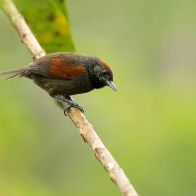 Slaty spinetail