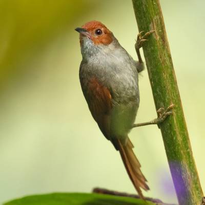 Red-faced spinetail