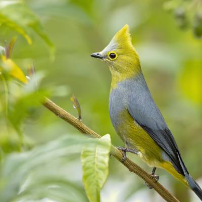 Long-tailed silky-flycatcher