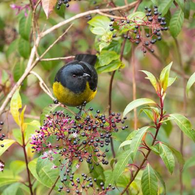 Black-and-yellow silky-flycatcher