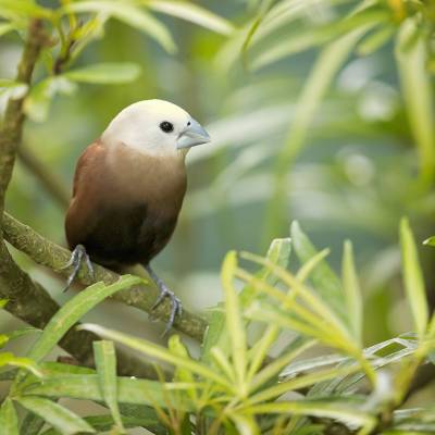 White-headed munia