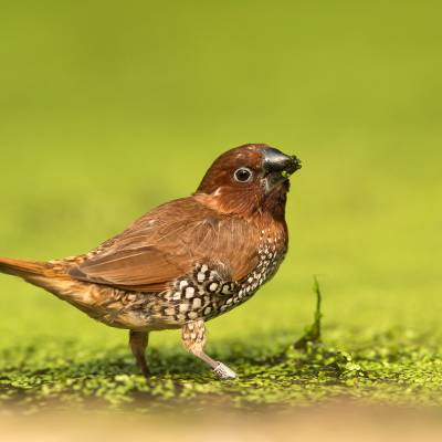 Scaly-breasted munia