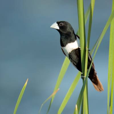 Tricoloured munia