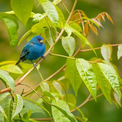 Indigo bunting