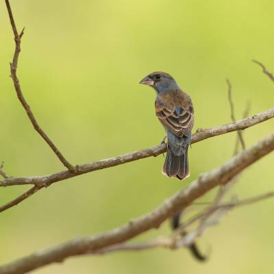 Blue grosbeak