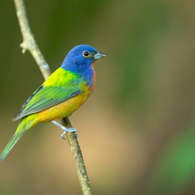 Painted bunting