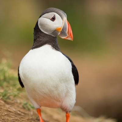 Atlantic puffin