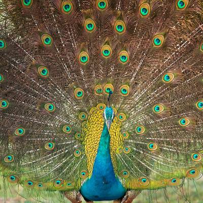 Indian peafowl