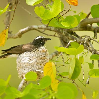 White-browed fantail