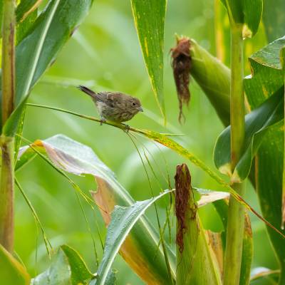 Small tree finch