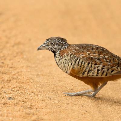 Barred buttonquail