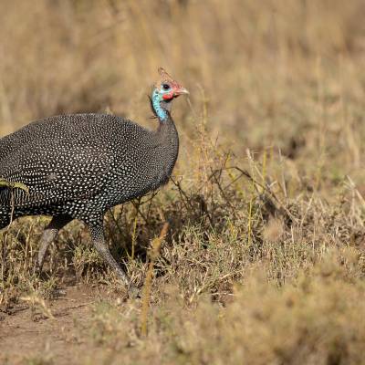 Helmeted guineafowl