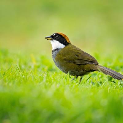 Chestnut-capped brushfinch