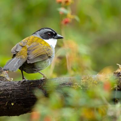 White-browed brushfinch