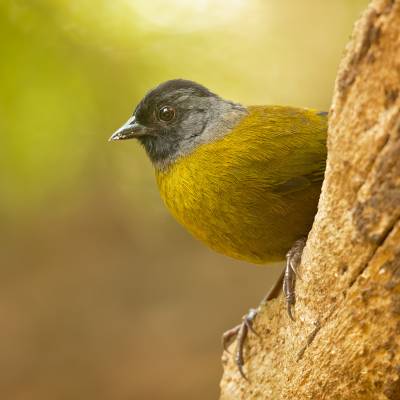 Large-footed finch