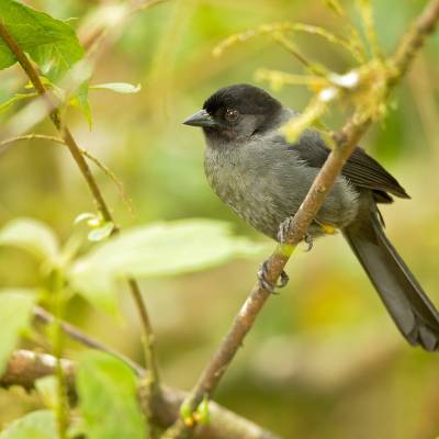 Yellow-thighed brushfinch