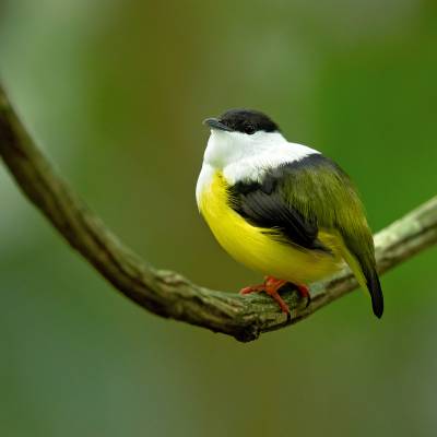 White-collared manakin