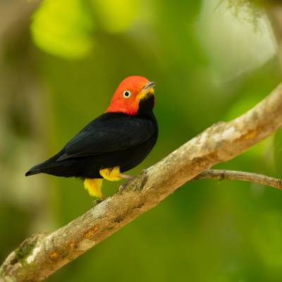 Red-capped manakin