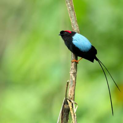 Long-tailed manakin