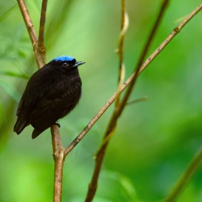 Blue-capped manakin