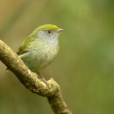 Pin-tailed manakin